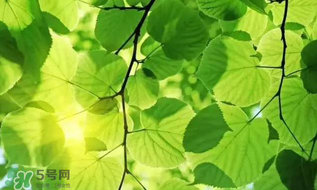 三伏天吃什么？三伏天養(yǎng)生