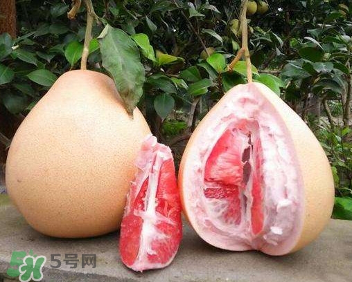 三紅蜜柚有什么功效？三紅蜜柚和金橙蜜柚哪個更好