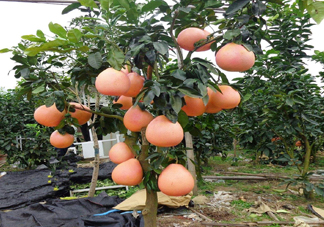 三紅蜜柚幾年結(jié)果？種三紅蜜柚好還是紅肉蜜柚好？
