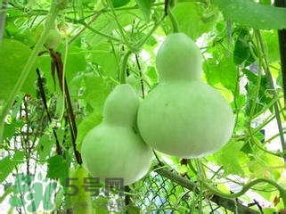 醋泡洋蔥能降血壓嗎？哪些食物可以降血壓？