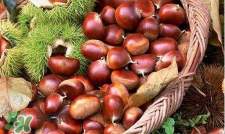 板栗酒能治療腎陽(yáng)虛嗎？板栗泡酒真的能壯陽(yáng)嗎？