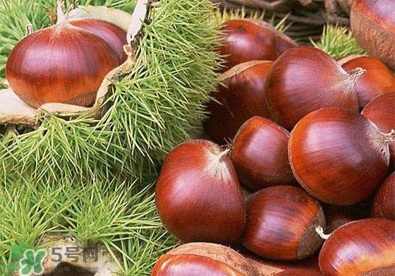 板栗酒能治療腎陽(yáng)虛嗎？板栗泡酒真的能壯陽(yáng)嗎？