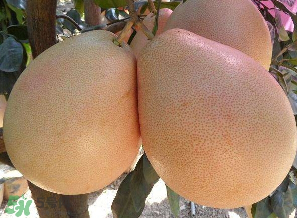 三紅蜜柚湖南可以種嗎？什么地方合適種三紅蜜柚