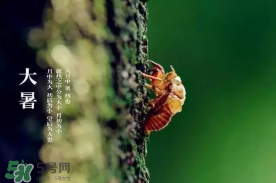 三伏天怎樣飲食？三伏天不宜做哪些事？