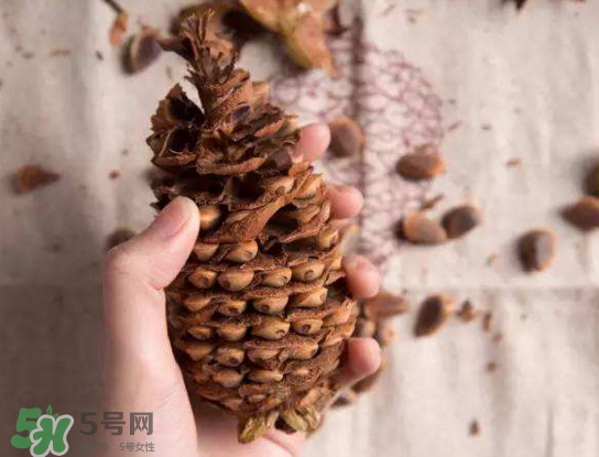 松籽有什么營養(yǎng)價值？松籽仁的功效與作用