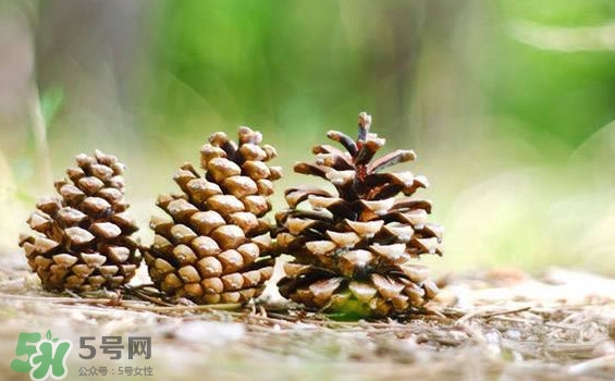 松子靠什么傳播種子的？松子是什么樹的果實(shí)
