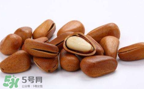 松子靠什么傳播種子的？松子是什么樹的果實(shí)