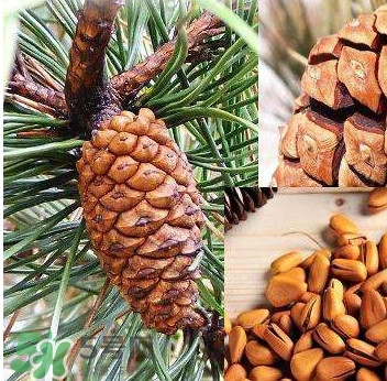 松籽是什么樹結(jié)的？松子還是松籽？