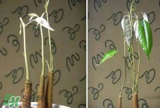 榴蓮籽能種嗎？榴蓮籽怎么種小盆栽？