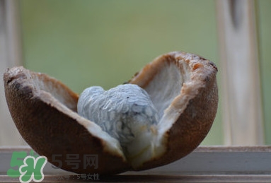 八月炸適合哪里種植？八月炸作用和功效是什么