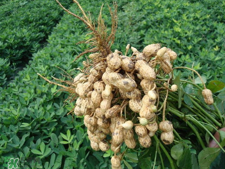 花生的藥用價(jià)值有哪些？花生不能和什么一起吃？