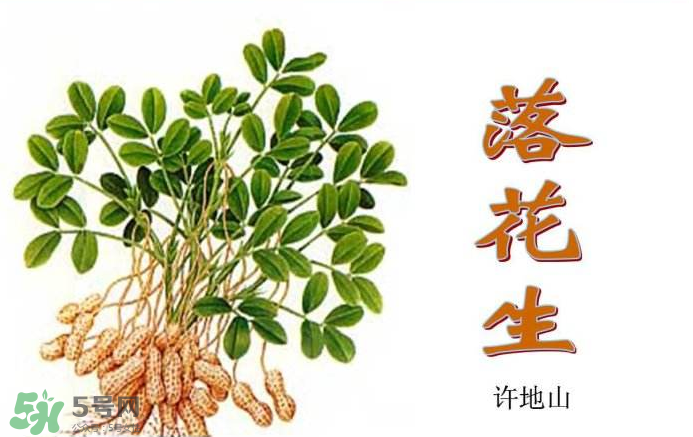 落花生是什么？關(guān)于花生的分解