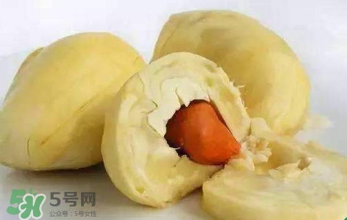 榴蓮籽能種嗎？榴蓮籽怎么種小盆栽？
