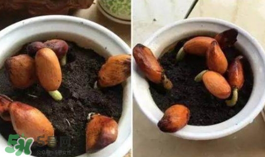 榴蓮籽能種嗎？榴蓮籽怎么種小盆栽？