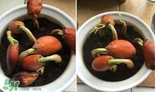 榴蓮籽能種嗎？榴蓮籽怎么種小盆栽？