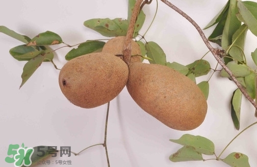 八月炸果為什么種的人少？八月炸可以放多久