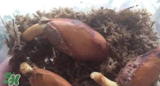 榴蓮籽能種嗎？榴蓮籽怎么種小盆栽？
