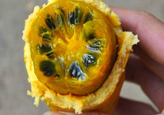八月炸適合哪里種植？八月炸作用和功效是什么