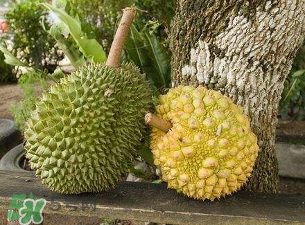 哺乳期吃榴蓮對寶寶有影響嗎？哺乳期吃榴蓮寶寶會過敏嗎？
