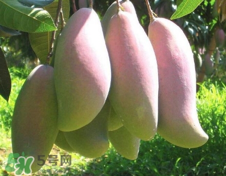 芒果有哪些品種？哪種芒果最好吃？