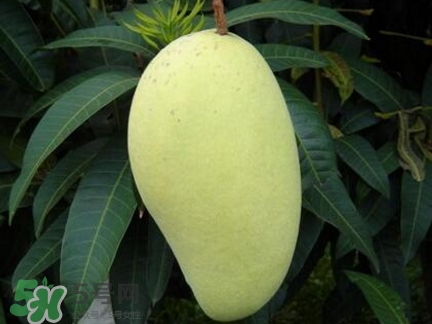 芒果有哪些品種？哪種芒果最好吃？