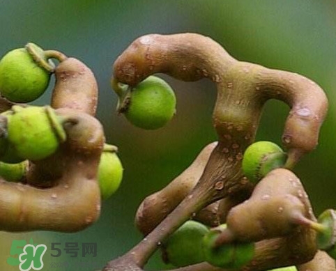 拐棗為什么沒人買？拐棗學(xué)名是什么