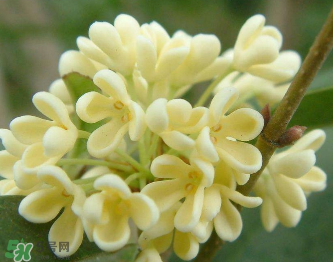 新鮮桂花怎么清洗？新鮮桂花可以冷凍嗎？