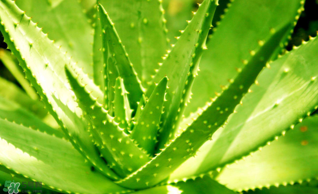蘆薈泡酒的注意事項有哪些？蘆薈泡酒的做法