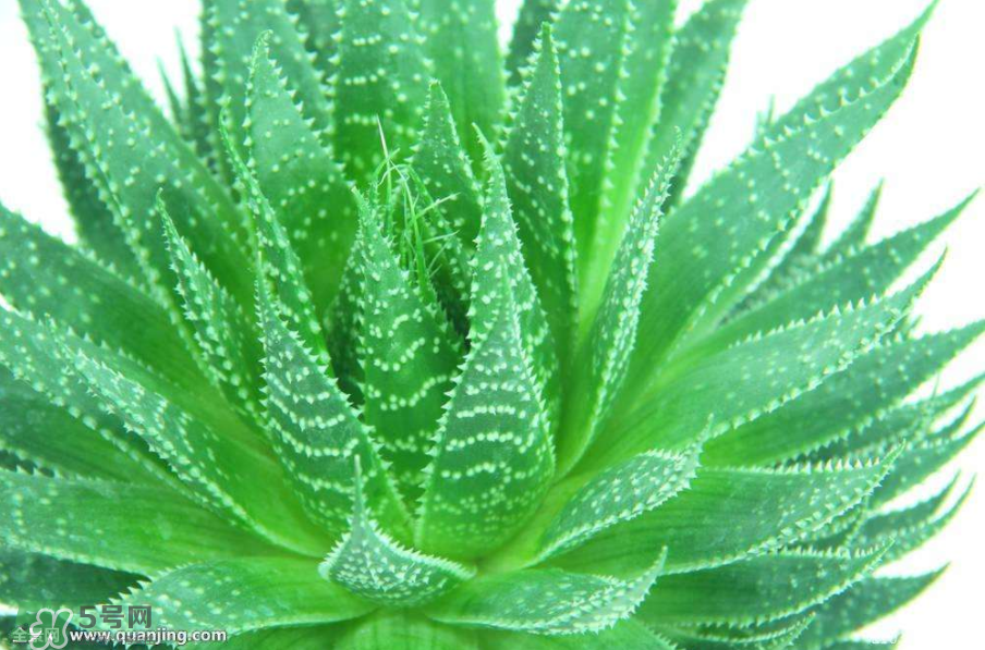 蘆薈有哪些作用？蘆薈會(huì)開花嗎？
