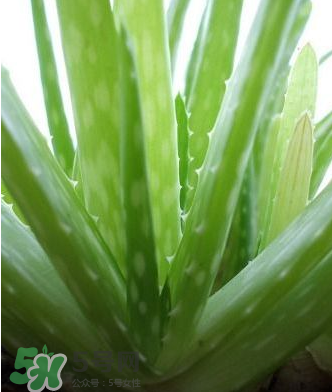 蘆薈膠的醫(yī)療作用有哪些？蘆薈膠的使用方法有哪些？