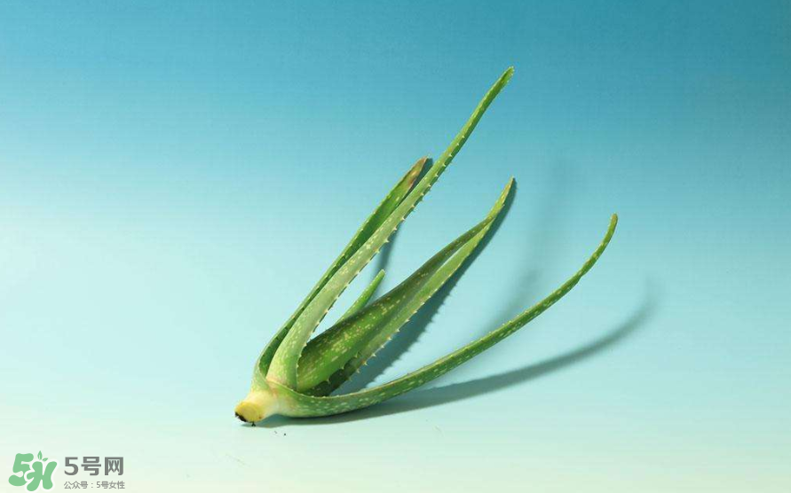 蘆薈膠的醫(yī)療作用有哪些？蘆薈膠的使用方法有哪些？