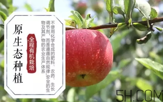 美八蘋果價格多少錢？美八蘋果多少錢一斤？
