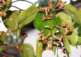 新鮮拐棗吃著澀怎么處理？拐棗為什么澀
