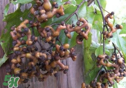拐棗熬水喝有哪些好處？拐棗怎樣種植