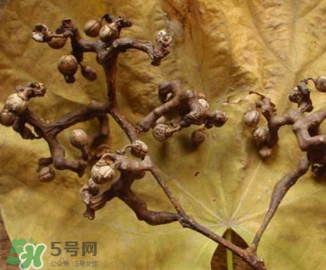 拐棗為什么沒人買？拐棗學(xué)名是什么