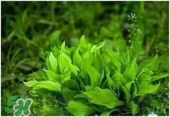 螺旋藻是海帶嗎？螺旋藻是海藻嗎？