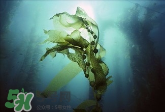 螺旋藻能解酒嗎？解酒的方法有哪些？