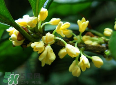 新鮮桂花怎么清洗？新鮮桂花可以冷凍嗎？