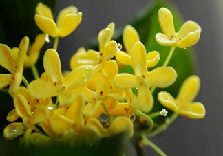 新鮮桂花怎么清洗？新鮮桂花可以冷凍嗎？