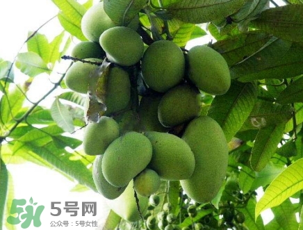 芒果有哪些品種？哪種芒果最好吃？