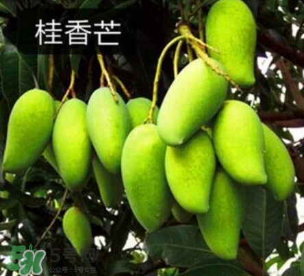 芒果有哪些品種？哪種芒果最好吃？