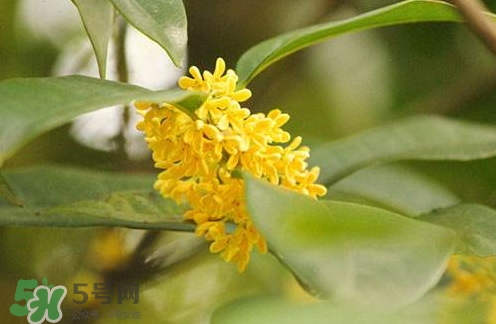 新鮮桂花怎么清洗？新鮮桂花可以冷凍嗎？