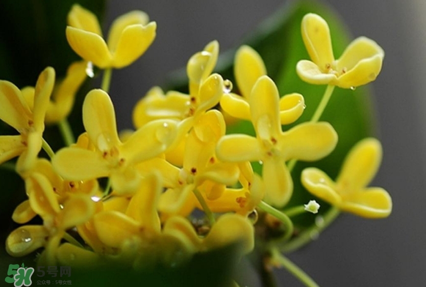 新鮮桂花怎么清洗？新鮮桂花可以冷凍嗎？