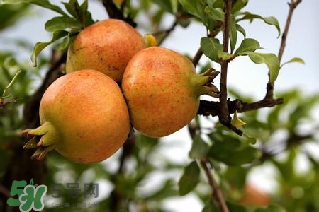 中秋節(jié)吃石榴嗎？中秋節(jié)吃石榴有什么寓意？