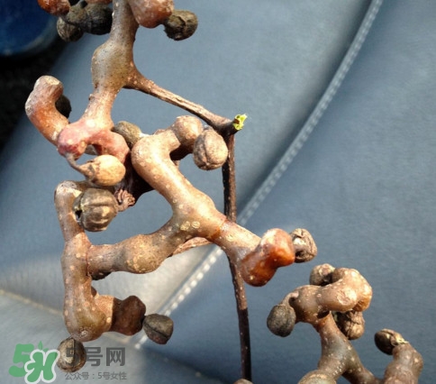 新鮮拐棗吃著澀怎么處理？拐棗為什么澀