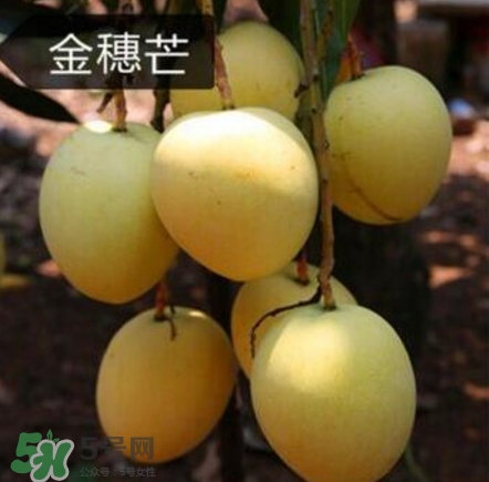 芒果有哪些品種？哪種芒果最好吃？