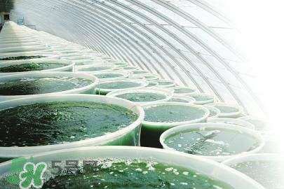 螺旋藻是飯前吃還是飯后吃？螺旋藻怎么吃？