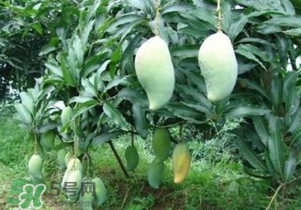 芒果有哪些品種？哪種芒果最好吃？