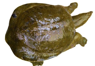 腳魚有靈性嗎？腳魚吃了有什么好處