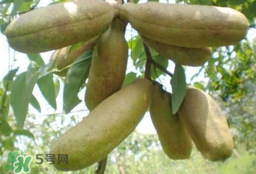 八月瓜可以經(jīng)常吃嗎？八月瓜可以多吃嗎？